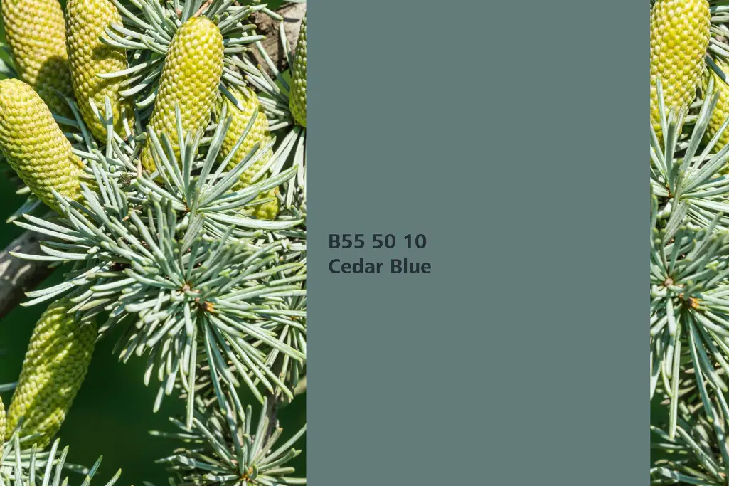 Farbton Cedar Blue, Assoziation blaue Atlas-Zedernadeln (Cedrus, Naturfarbton Interior Colors 24+