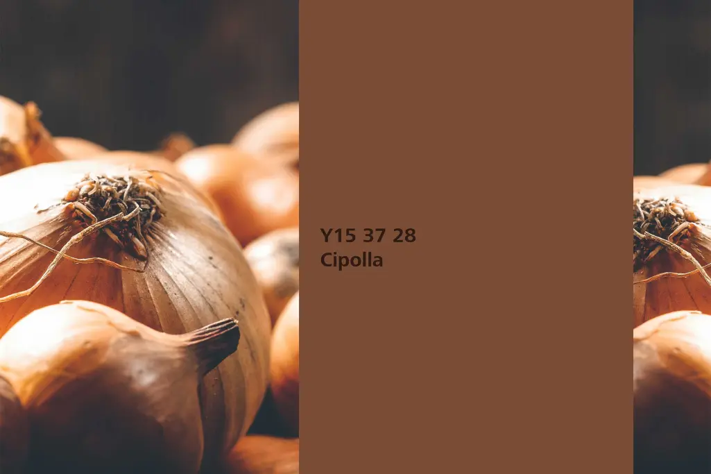 Farbton Cipolla, Färberpflanze Zwiebel (Allium cepa), Naturfarbton Interior Colors 24+