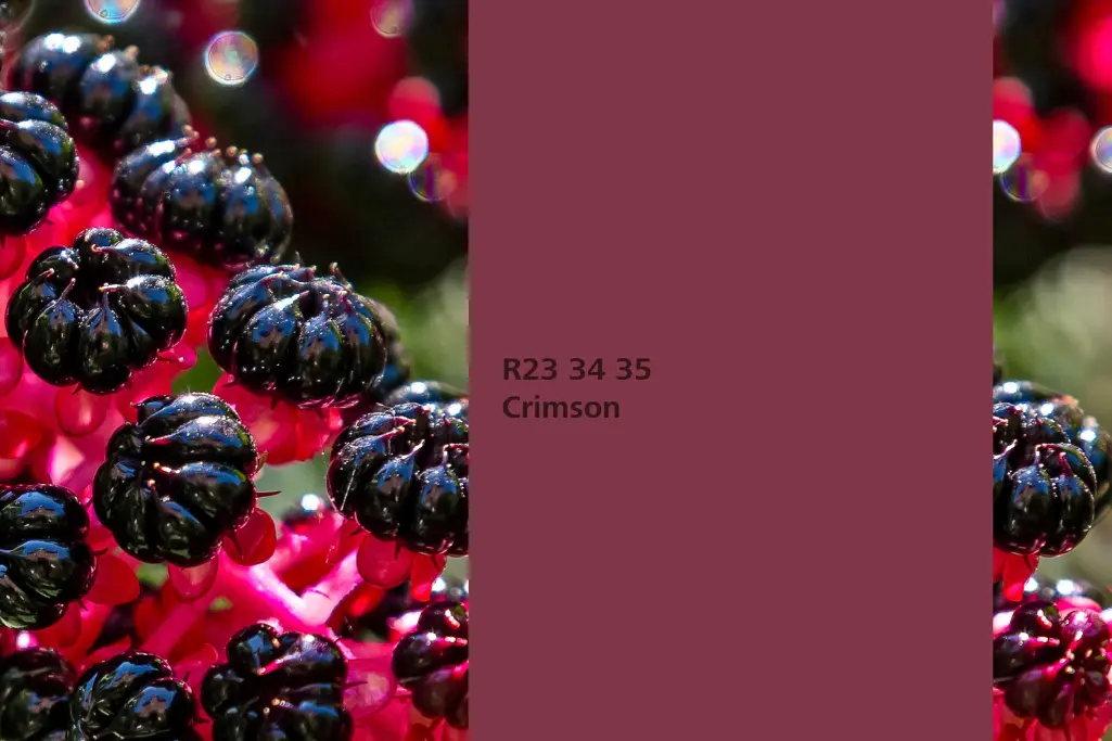 Farbton Crimson, Färberpflanze Kermesbeere (Phytolacca americana), Naturfarbton Interior Colors 24+