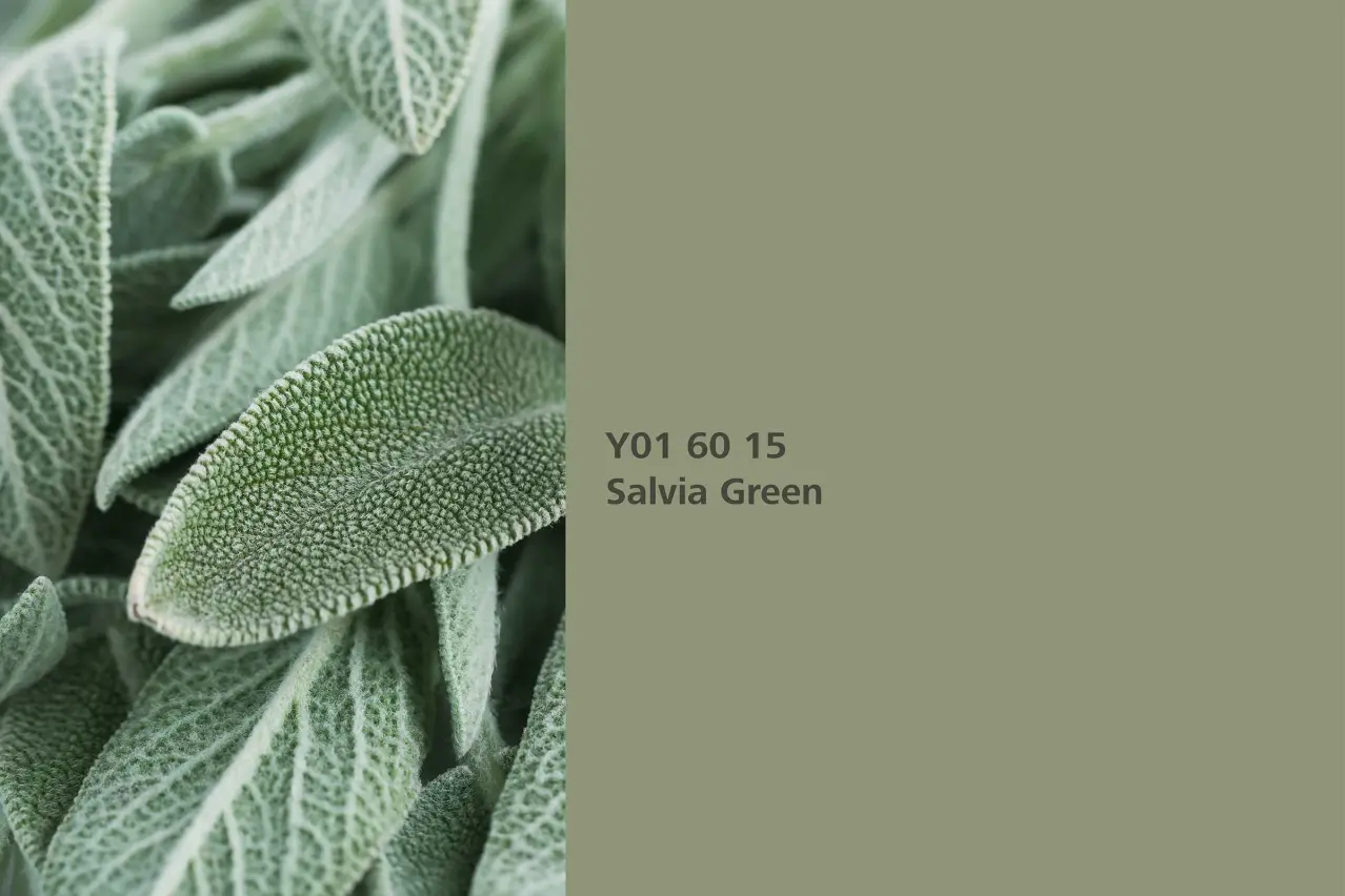 InteriorColors 2024: Farbton Salvia Green, echter Salbei