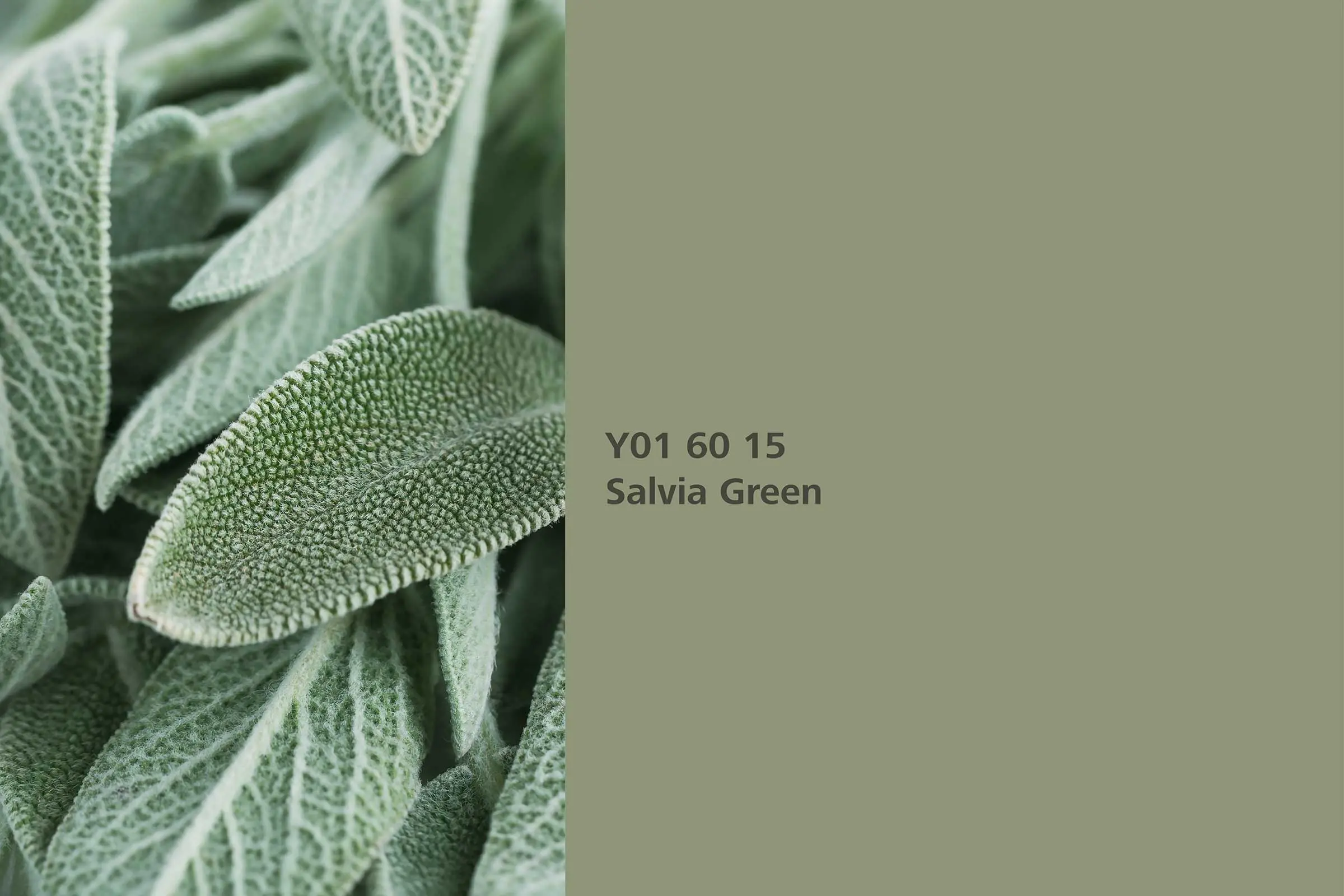 InteriorColors 2024: Farbton Salvia Green, echter Salbei