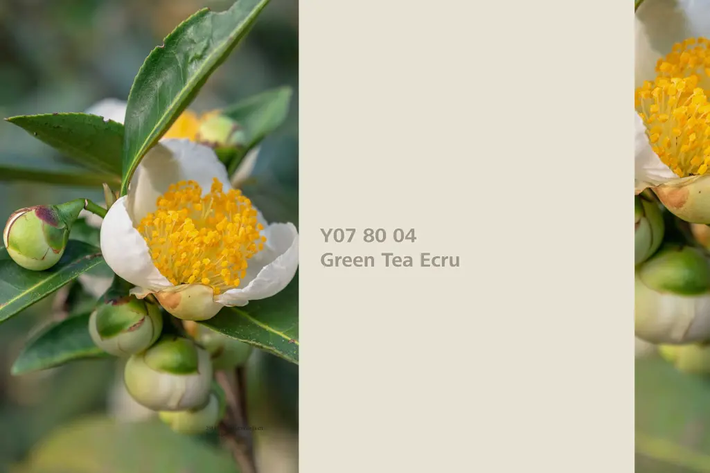 Farbton Green Tea Ecru, Färberpflanze Grüner Tee Camellia, Naturfarbton Interior Colors 24+