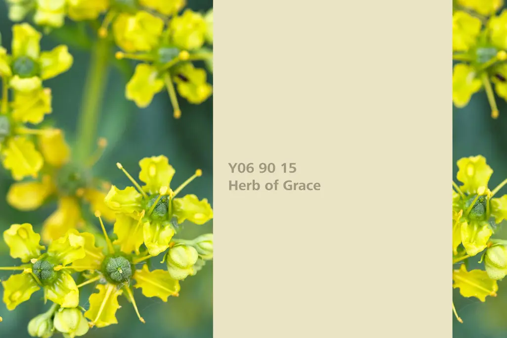 Farbton Herb of Grace, Färberpflanze echte Weinraute, Naturfarbton Interior Colors 24+