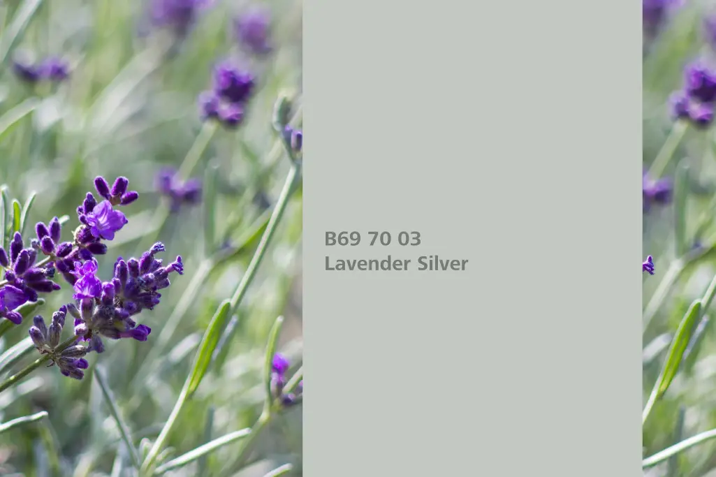 Farbton Lavender Silver, Assoziation echte Lavendelblätter (Lavand, Naturfarbton Interior Colors 24+