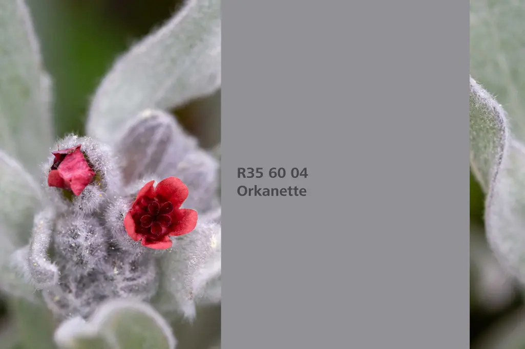 Farbton Orkanette, Färberpflanze Färber Alkanna / Schminkwurz, Naturfarbton Interior Colors 24+