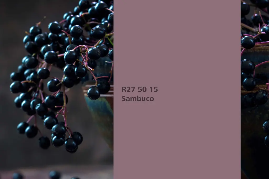 Interior Colors 24+, Farbton Sambuco, Färberpflanze schwarzer Holunder