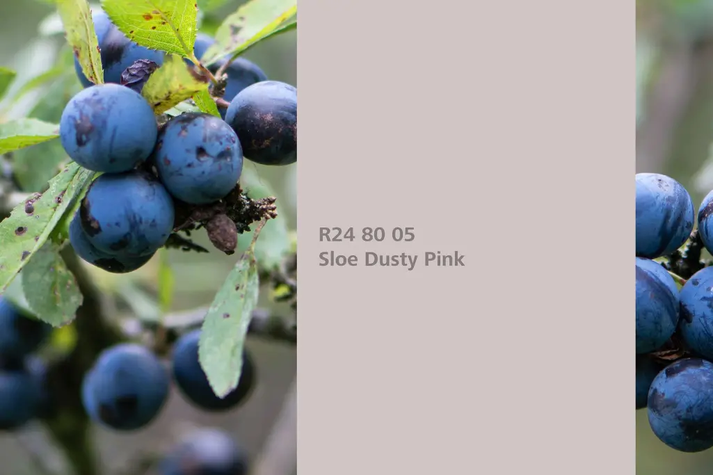 Farbton Sloe Dusty Pink, Färberpflanze Schlehdorn / Schwarzdorn, Naturfarbton Interior Colors 24+