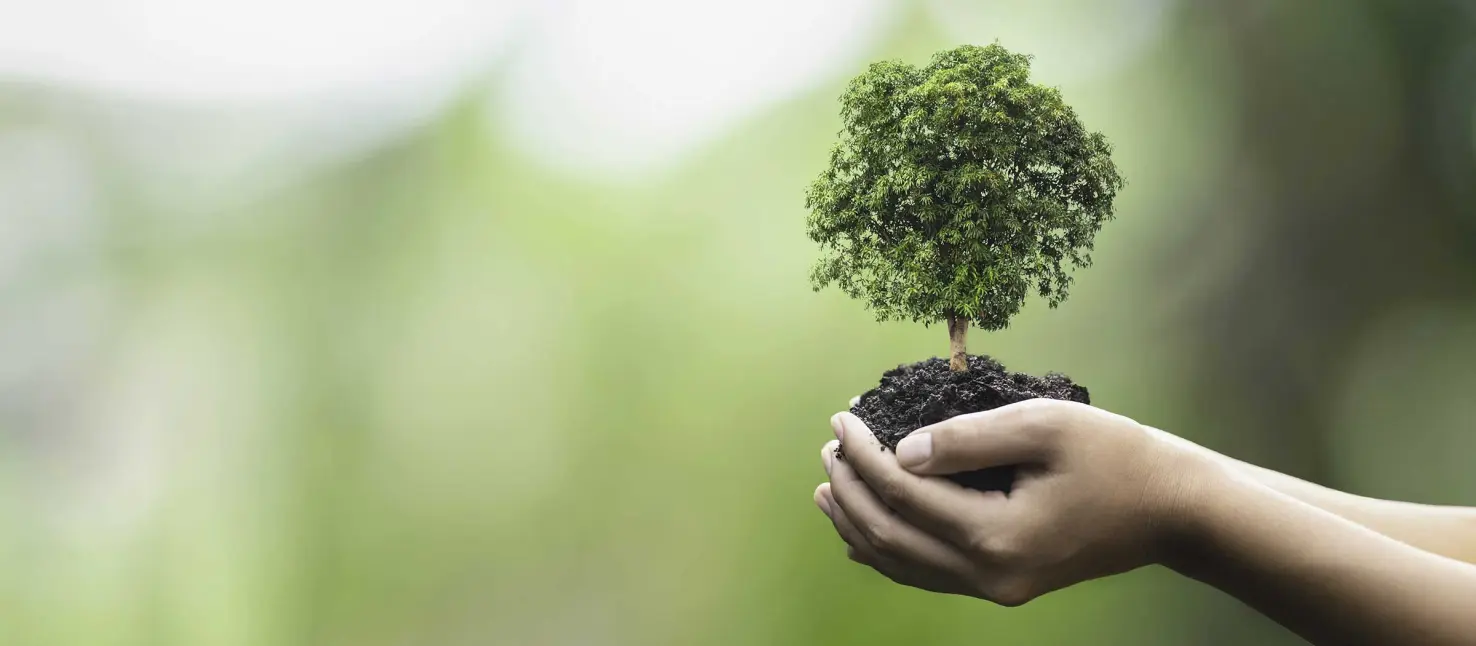 Pianta al sole del mattino