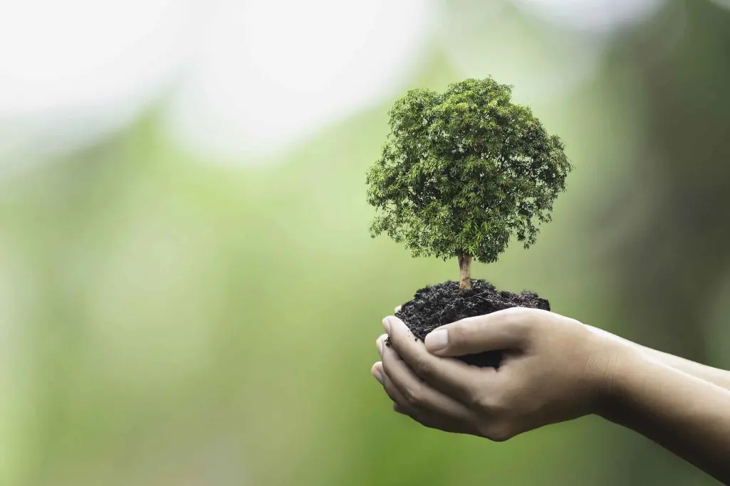 Kleine Pflanze in Händen