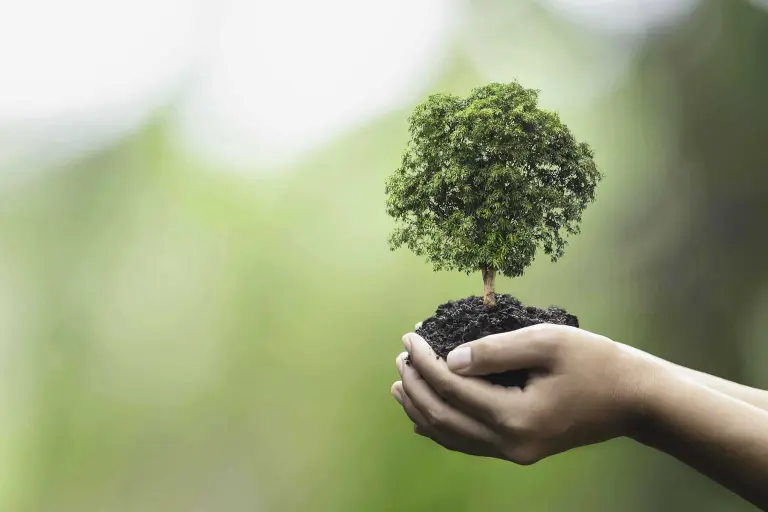 Bild einer jungen Grünpflanze im Sonnenlicht