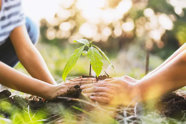Quattro mani piantano un piccolo albero